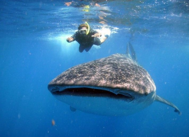 Snorkel junto al tiburon ballena